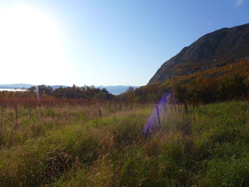 Grønn eng, fjell og natur